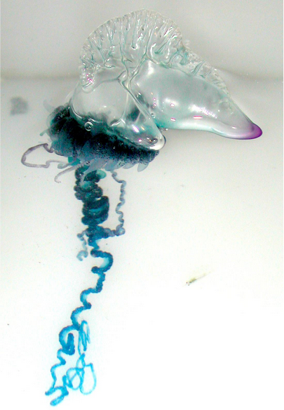 Imagem 5